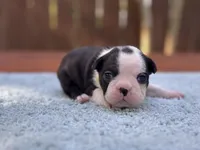 Bruno , a male Boston Terrier for sale in Kentwood, LA – Photo 3 of 5