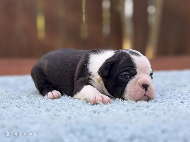 Bruno  – Boston Terrier puppy for sale in Kentwood, LA