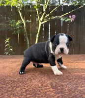 Max , a male Boston Terrier for sale in Kentwood, LA – 4 of 4