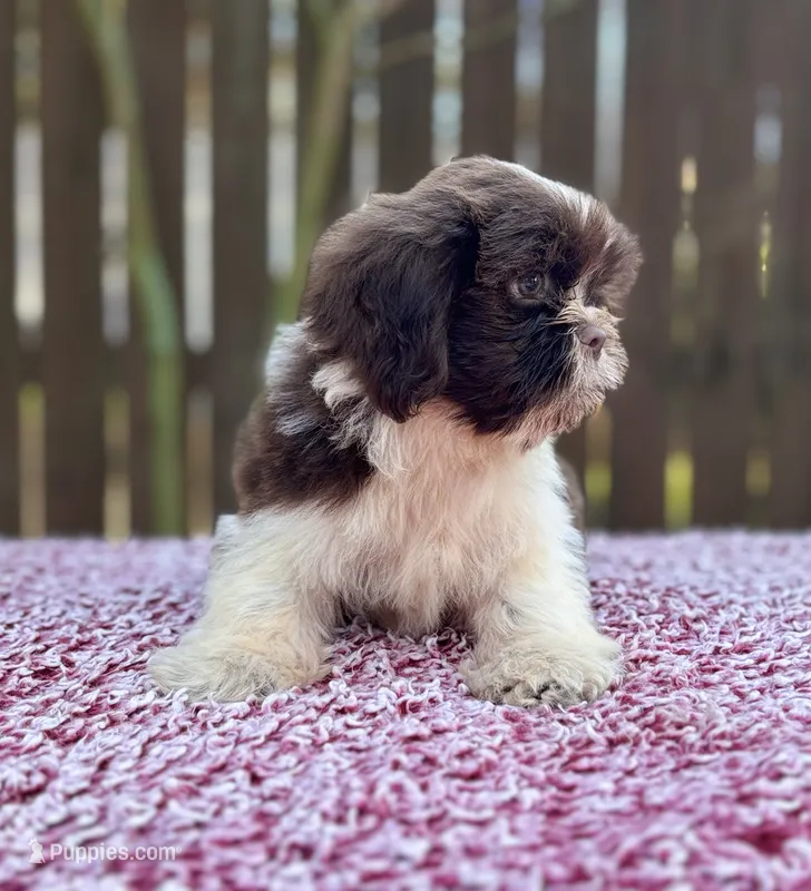 Jack – Shih Tzu puppy for sale in Kentwood, LA