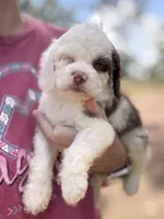 Gus, a male Cockapoo for sale in Kentwood, LA – 2 of 3
