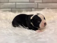 Prissy, a female Boston Terrier for sale in Kentwood, LA – 2 of 6