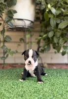 Petunia , a female Boston Terrier for sale in Kentwood, LA – 3 of 8