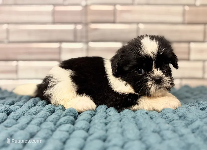 Bella – Shih Tzu puppy for sale in Kentwood, LA