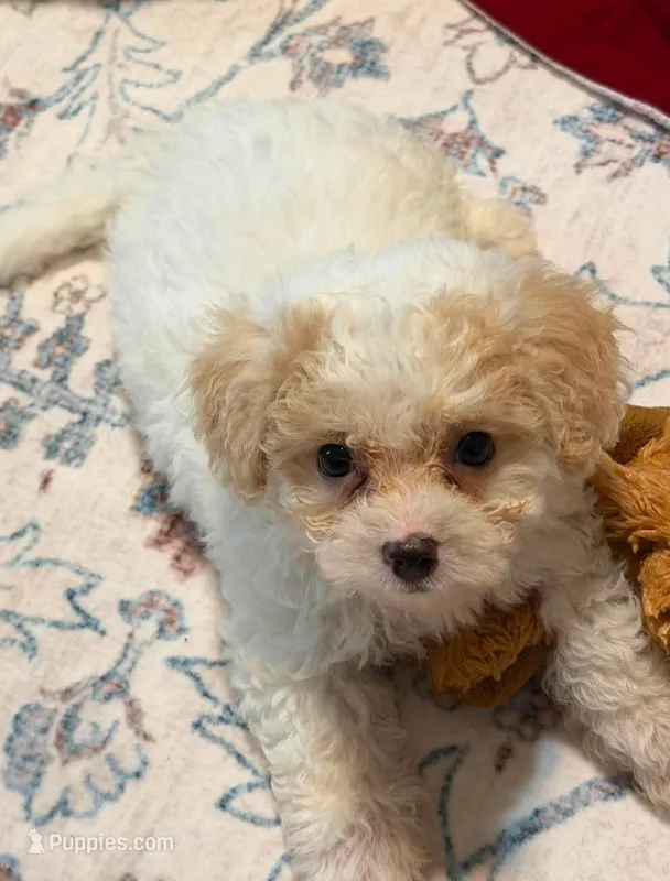 Teddy  – Maltipoo puppy for sale in Kentwood, LA
