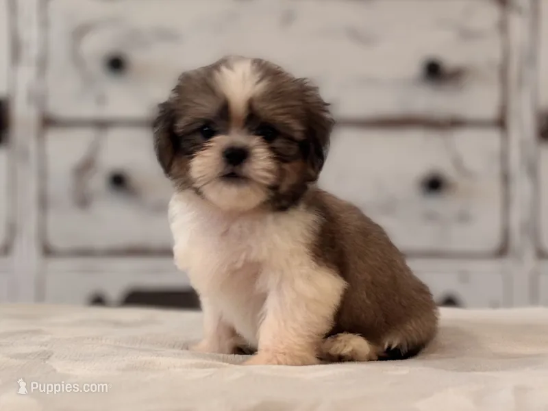 Nash – Shih Tzu puppy for sale in Kentwood, LA