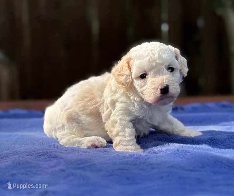 Max – Maltipoo puppy on hold in Kentwood, LA