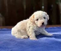 Max, a male Maltipoo for sale in Kentwood, LA – 1 of 4