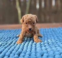 Bentley , a male Poodle - Toy  for sale in Kentwood, LA – 3 of 3