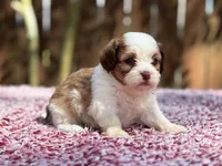 Mable , a female Shihpoo for sale in Kentwood, LA – 3 of 6