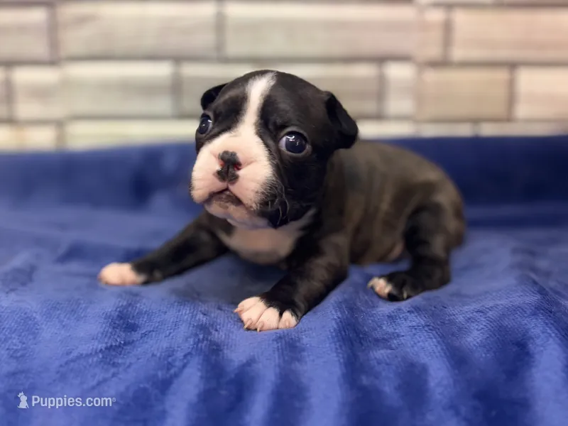Bruno  – Boston Terrier puppy for sale in Kentwood, LA
