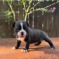 Bruno , a male Boston Terrier for sale in Kentwood, LA – 2 of 6