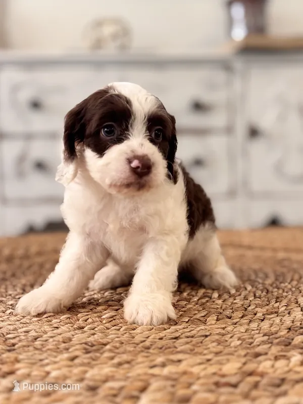 Nash – Cockapoo puppy for sale in Kentwood, LA