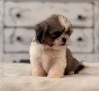Nash, a male Shih Tzu for sale in Kentwood, LA – 2 of 6