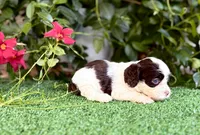 Tinkerbell, a female Cockapoo for sale in Kentwood, LA – 4 of 4