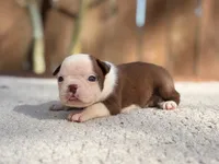 Ace , a male Boston Terrier for sale in Kentwood, LA – 4 of 5