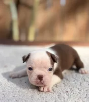 Ace , a male Boston Terrier for sale in Kentwood, LA – 3 of 5