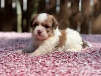 Lulu, a female Shihpoo for sale in Kentwood, LA – 1 of 3