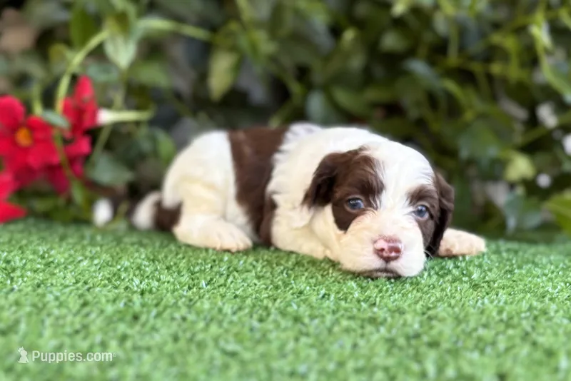 Nash – Cockapoo puppy for sale in Kentwood, LA