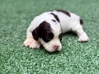Sassy, a female Cockapoo for sale in Kentwood, LA – 2 of 5