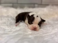 Sassy , a female Boston Terrier for sale in Kentwood, LA – 5 of 6