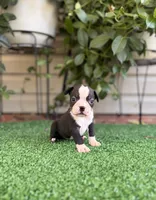 Daisy , a female Boston Terrier for sale in Kentwood, LA – 4 of 6