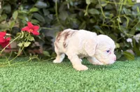Milo , a male Cockapoo for sale in Kentwood, LA – 5 of 6