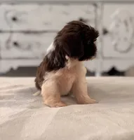 Jack, a male Shih Tzu for sale in Kentwood, LA – 6 of 6