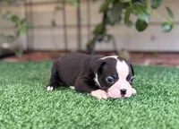 Daisy , a female Boston Terrier for sale in Kentwood, LA – 6 of 6