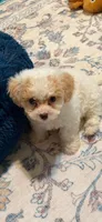 Teddy , a male Maltipoo for sale in Kentwood, LA – 4 of 7