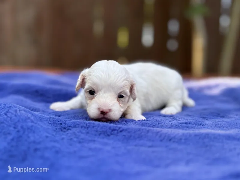 Jasper – Maltipoo puppy for sale in Kentwood, LA