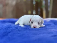 Jasper, a male Maltipoo for sale in Kentwood, LA – 2 of 3