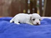 Jasper, a male Maltipoo for sale in Kentwood, LA – 3 of 3