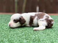 Milo , a male Cockapoo for sale in Kentwood, LA – 4 of 9