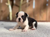 Odie , a male Boston Terrier for sale in Kentwood, LA – 6 of 6