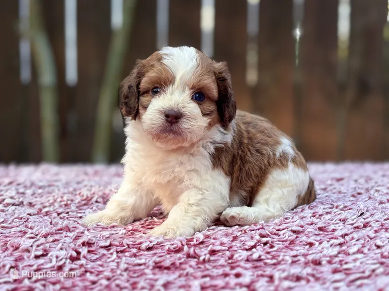 Charlie  – Shihpoo puppy for sale in Kentwood, LA