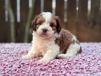 Charlie , a male Shihpoo for sale in Kentwood, LA – 1 of 4