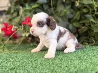 Milo , a male Cockapoo for sale in Kentwood, LA – 6 of 6