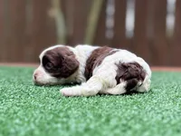 Tinkerbell, a female Cockapoo for sale in Kentwood, LA – 2 of 7