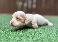Chloe, a female Cockapoo for sale in Kentwood, LA – 3 of 4