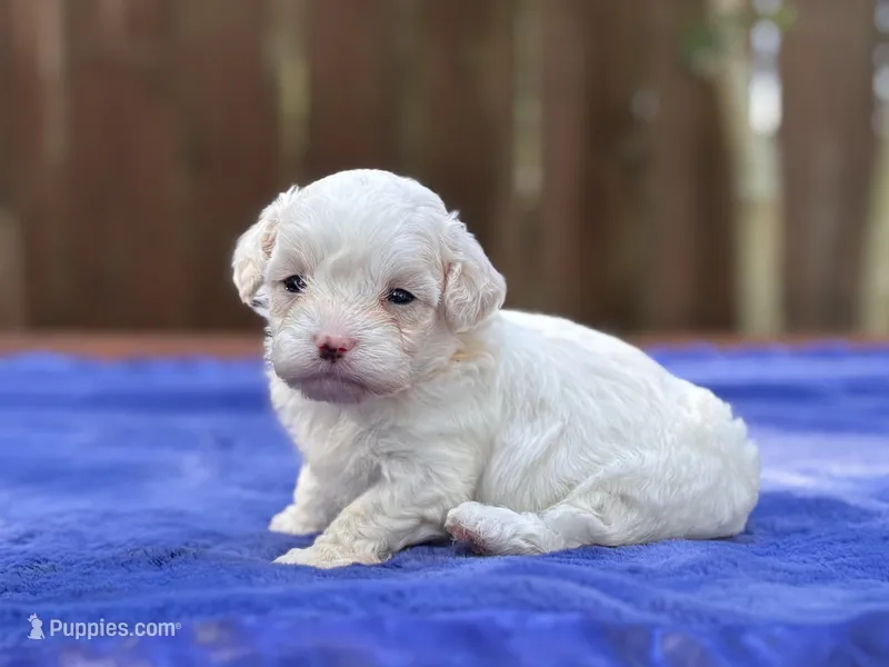 Frankie – Maltipoo puppy for sale in Kentwood, LA