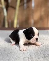 Jasper , a male Boston Terrier for sale in Kentwood, LA – 3 of 4