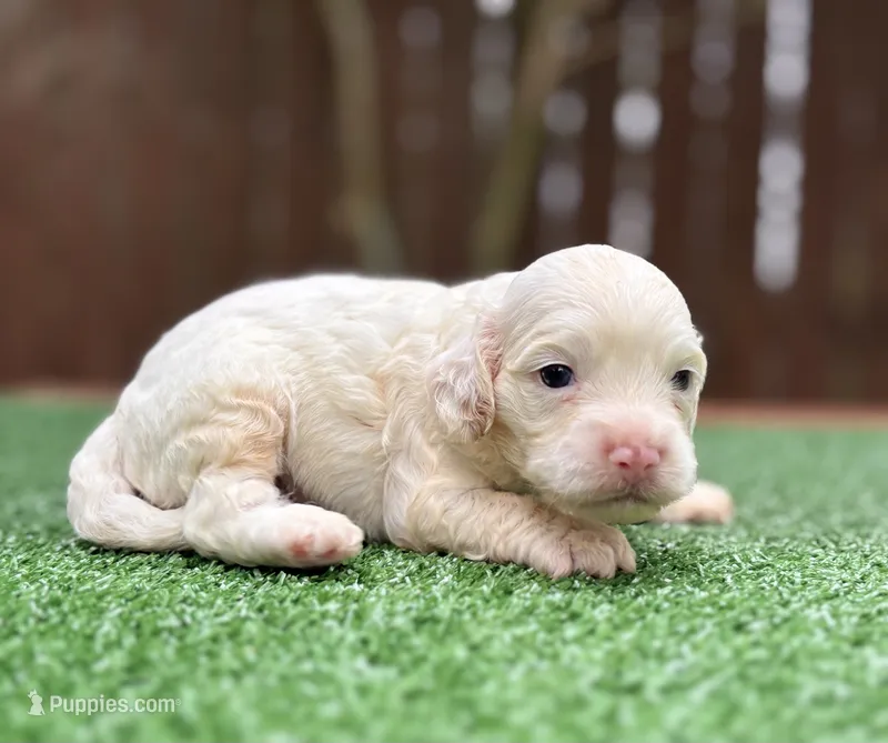 Butterbean  – Cockapoo puppy for sale in Kentwood, LA