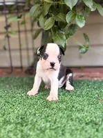 Aster, a male Boston Terrier for sale in Kentwood, LA – 4 of 8
