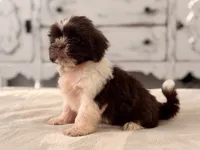 Jack, a male Shih Tzu for sale in Kentwood, LA – 3 of 6
