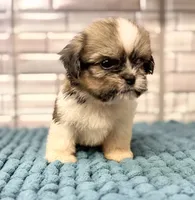 Sassy, a female Shih Tzu for sale in Kentwood, LA – 3 of 3