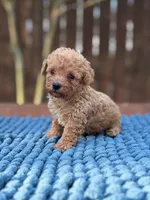 Louie, a male Poodle - Toy  for sale in Kentwood, LA – 1 of 3