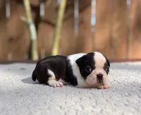 Jasper , a male Boston Terrier for sale in Kentwood, LA – 2 of 4