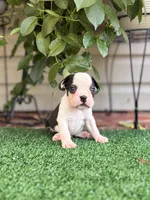 Aster, a male Boston Terrier for sale in Kentwood, LA – 6 of 8