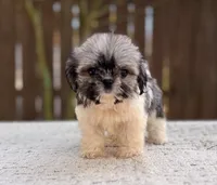 Peaches , a female Shih Tzu for sale in Kentwood, LA – 6 of 8